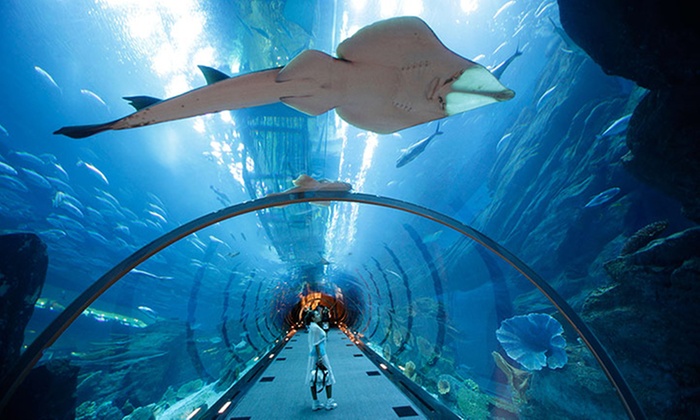 Dubai Mall Underwater Zoo and Aquarium Entry with Optional Dubai City Tour with Baisan Travel (Up to
